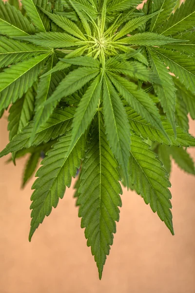 Haut de la page Plante de cannabis — Photo