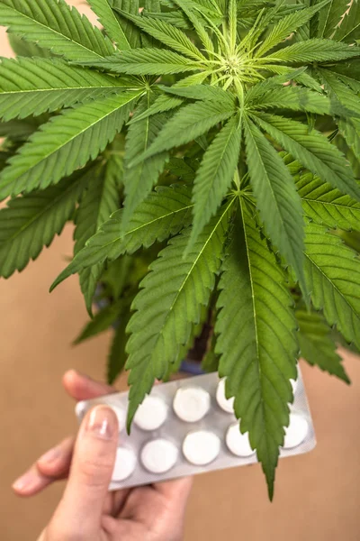 Cannabis och medicin — Stockfoto