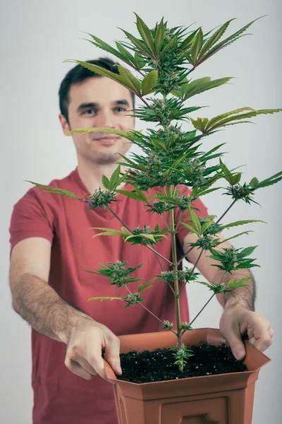 Uomo con pianta di cannabis — Foto Stock