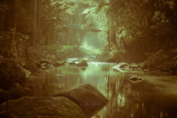 森林とニュージーランドの川 — ストック写真
