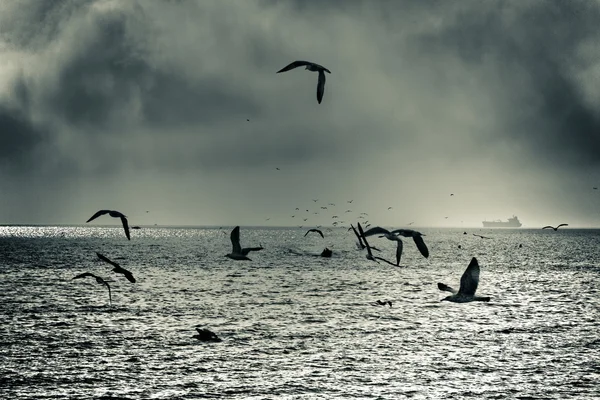 Dramatyczne sea gull lotu — Zdjęcie stockowe