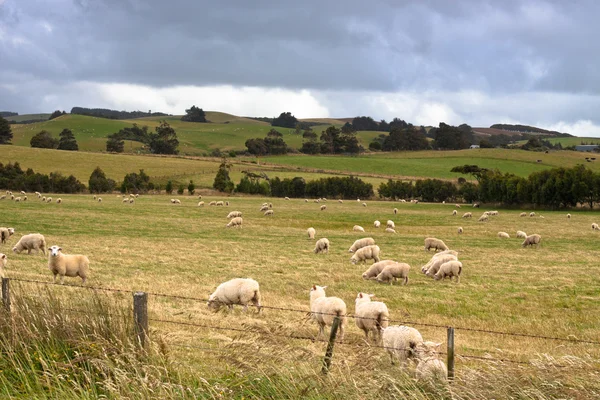 Sheep in New Zealand — Stock Photo, Image