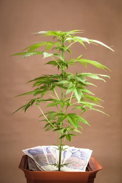 Negocio del cannabis — Foto de Stock