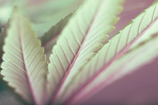 Feuille de cannabis — Photo