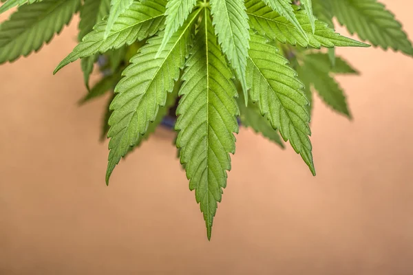 Kannabisz Stock Kép