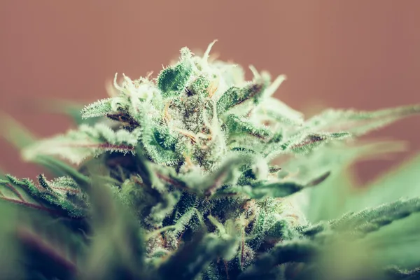 Cannabis bud Rechtenvrije Stockfoto's