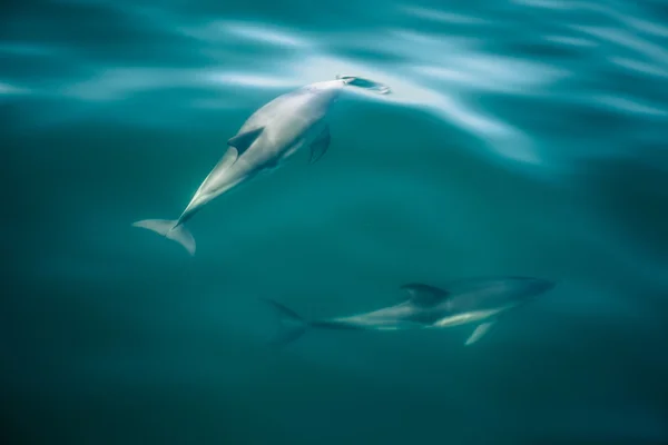 Ζευγάρι των δελφινιών — Φωτογραφία Αρχείου