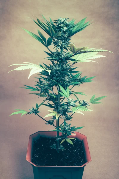 Plante de cannabis — Photo