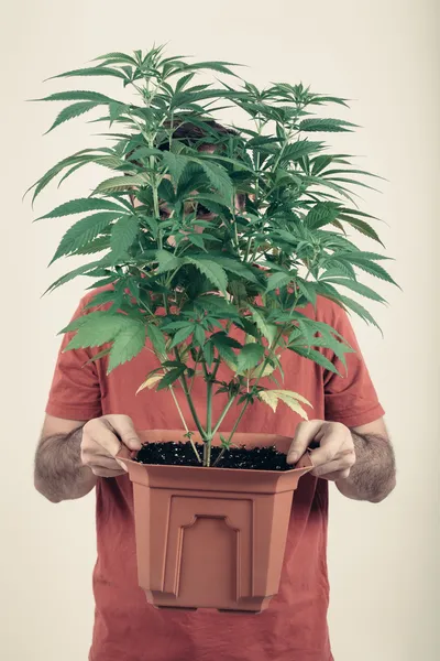 Uomo in possesso di Cannabis pot — Foto Stock