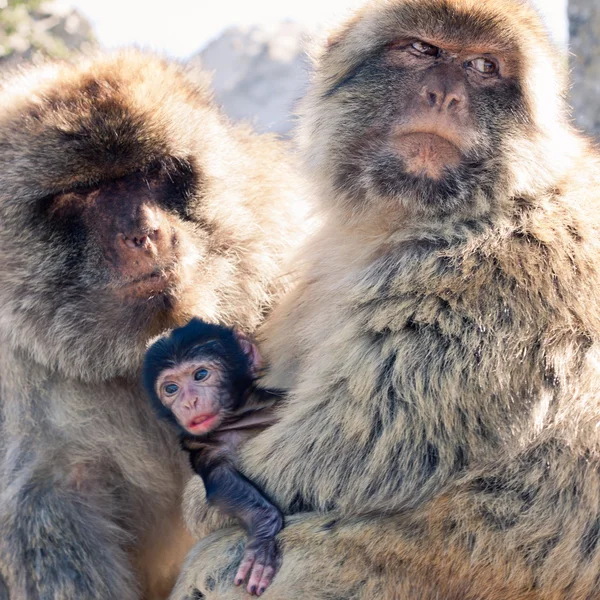 Βαρβαρία macaques — Φωτογραφία Αρχείου