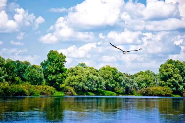 Cigüeña volando —  Fotos de Stock