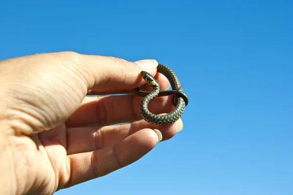 Snake — Stock Photo, Image