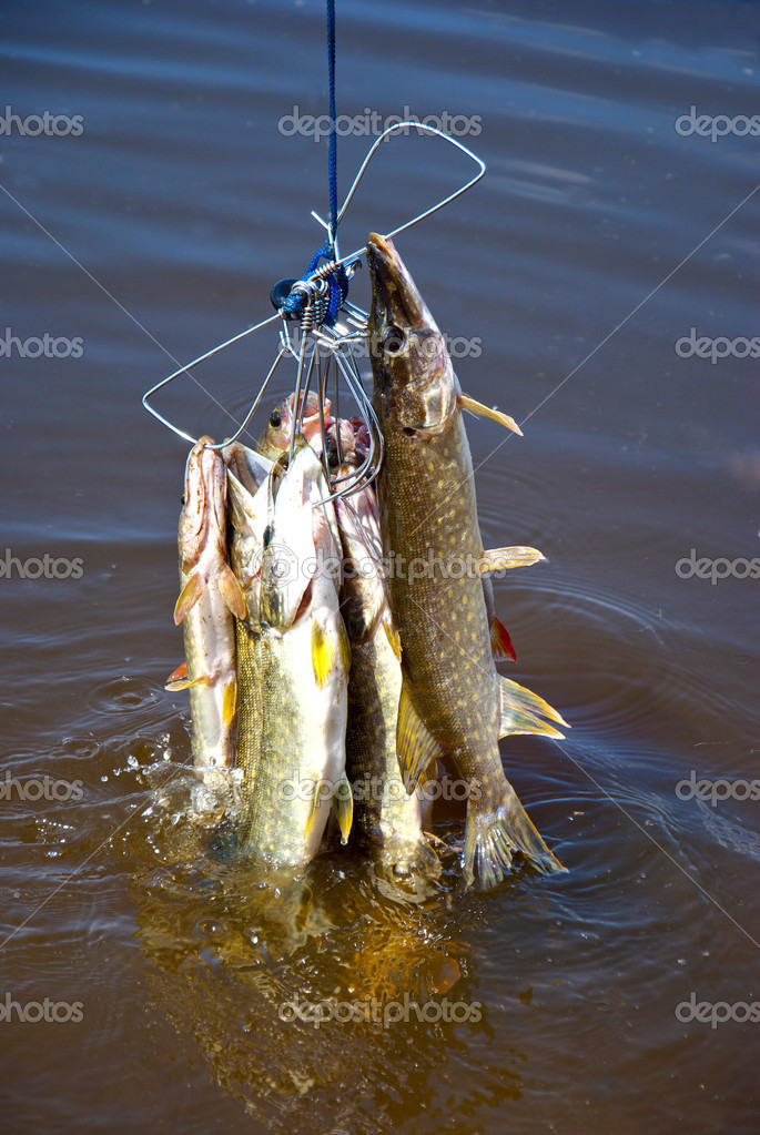 Lots of pike in the water — Stock Photo © ka2shka #23097904