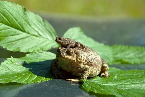 Familia de ranas — Foto de Stock