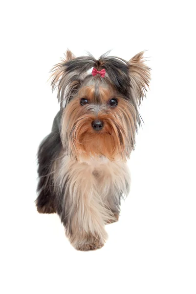 Yorkshire terrier — Zdjęcie stockowe