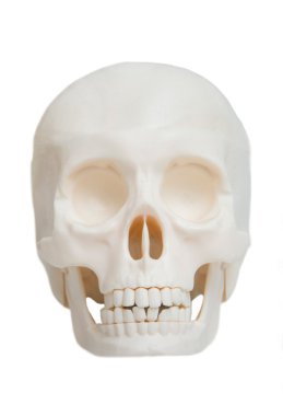 Beyaz arka plan üzerinde izole insan Kafatasının önden görünüm