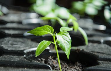 makro biber fidesi tesisi için hazır