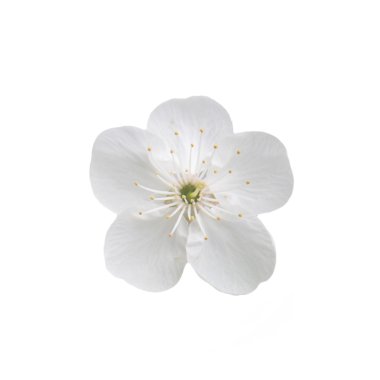 Tek kiraz çiçeği. Beyaz arkaplanda izole