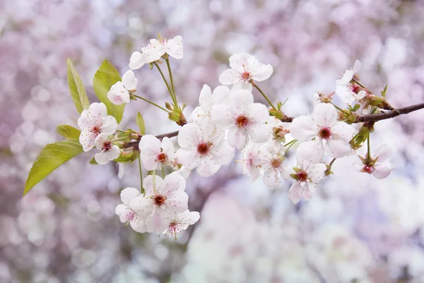 春の桜 — ストック写真