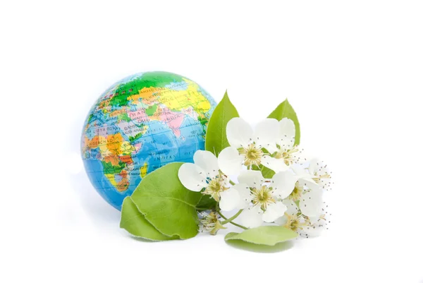 Beyaz arka plan bahar çiçek açan yeryüzünde — Stok fotoğraf