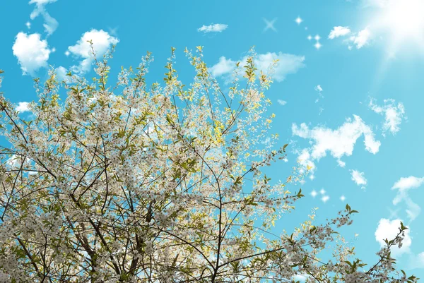 Весенние цветы с солнечными лучами — стоковое фото