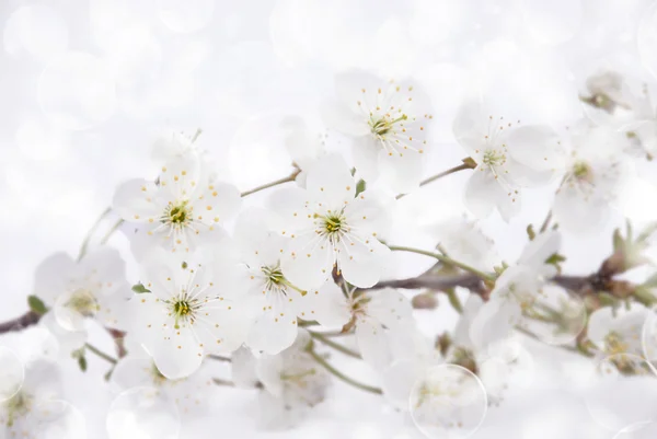 Весенние цветы над белым — стоковое фото