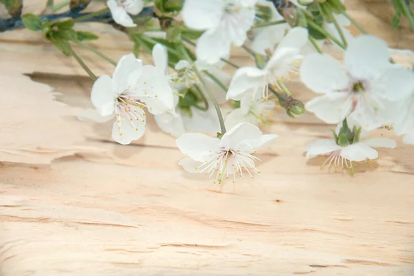 Ветви сакуры на деревянной доске. рамка — стоковое фото