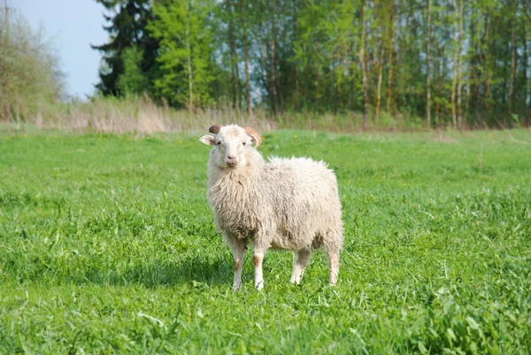 Süße lustige Schafe oder Lämmer — Stockfoto