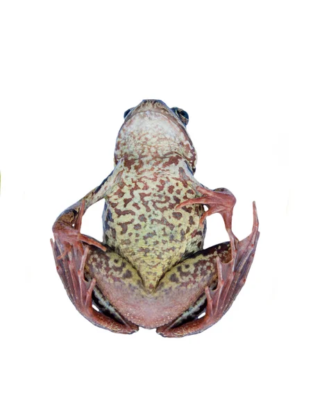 Symbolizing the global decline in amphibian species  frog when shooting is not affected — Stock Photo, Image