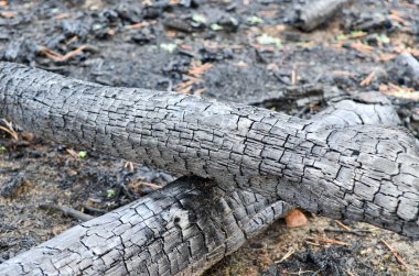 veya yakacak odun Yakılan