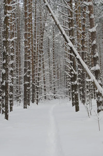 Холодный зимний лес в России — стоковое фото