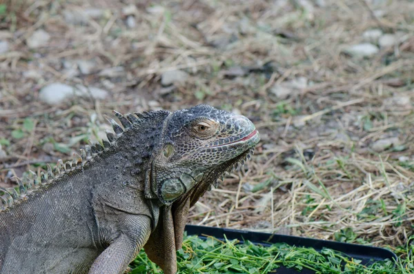 Lagarto — Fotografia de Stock