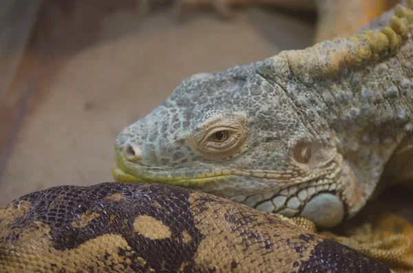 Lagarto — Fotografia de Stock