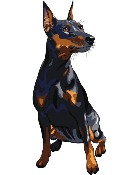 Vektorové psí plemeno vážné Miniatura pinscher sedí — Stockový vektor