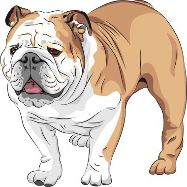 Vector sketch dog English Bulldog breed clipart