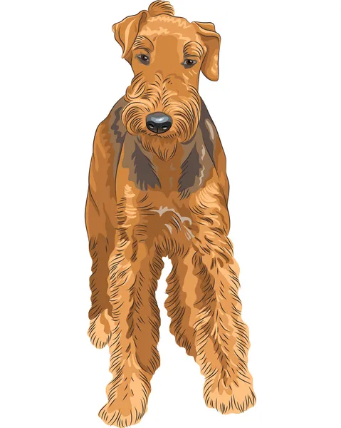 Vector sketch dog Airedale Terrier breed — Stock Vector