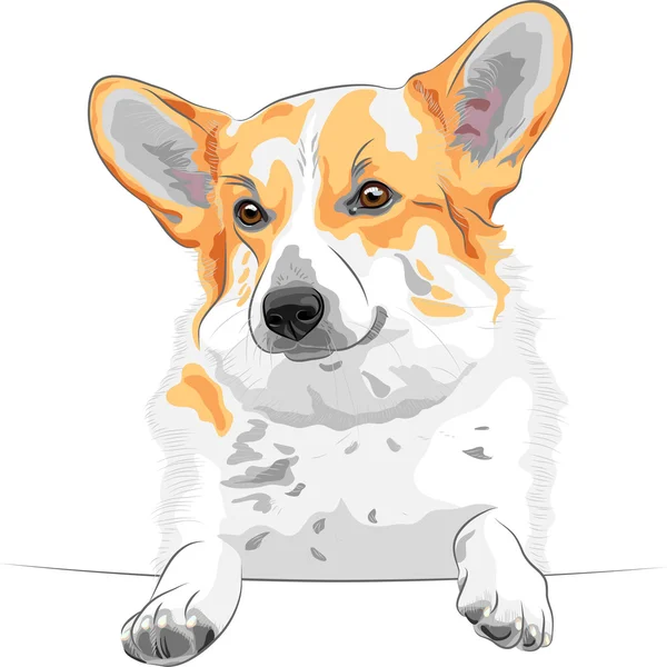 Vector bosquejo perro Pembroke galés corgi sonriendo — Vector de stock