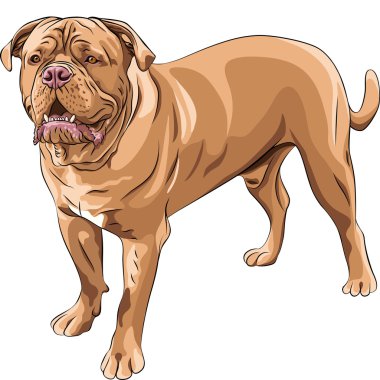 Vector dog breed French Mastiff clipart