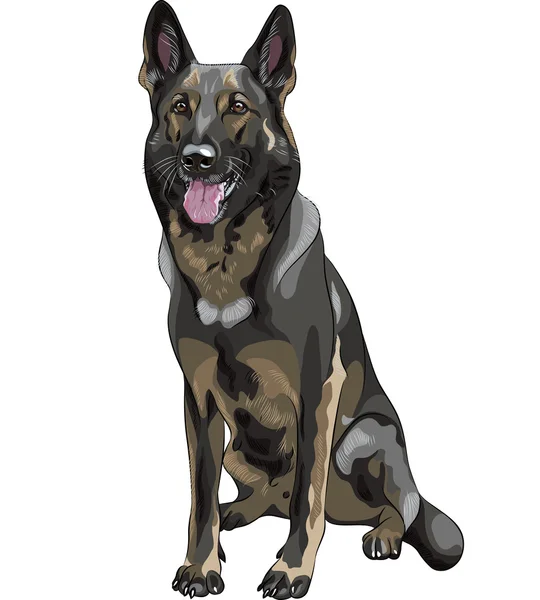 Croquis vectoriel couleur chien noir Berger allemand race — Image vectorielle