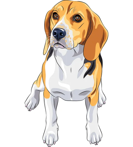 Vector bosquejo perro Beagle raza sentado — Vector de stock