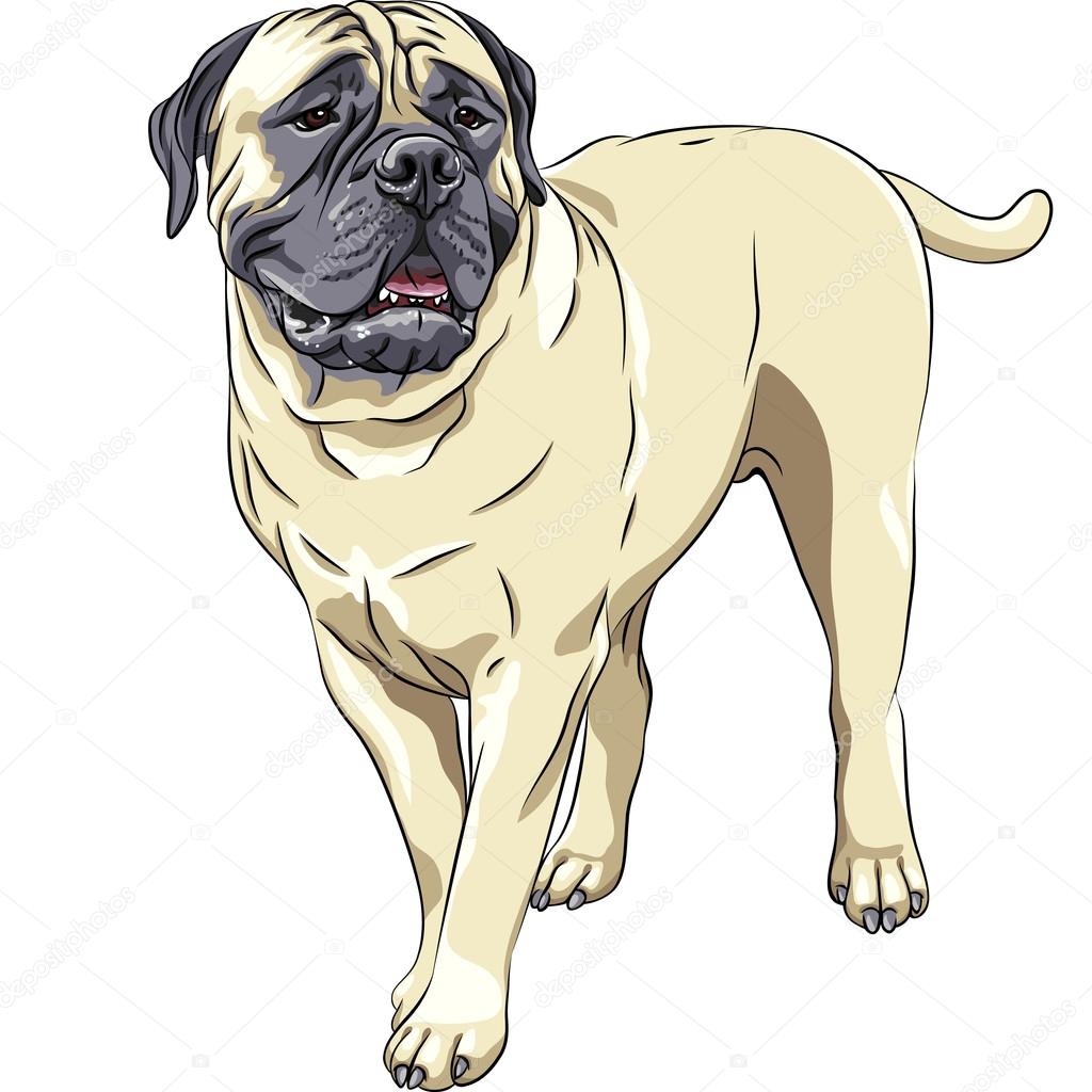Antique Mastiff Illustration Pet Domestic Animal Clip Art Drawing jpg png eps WEB1743AK Dog Vector Clipart Instant Download