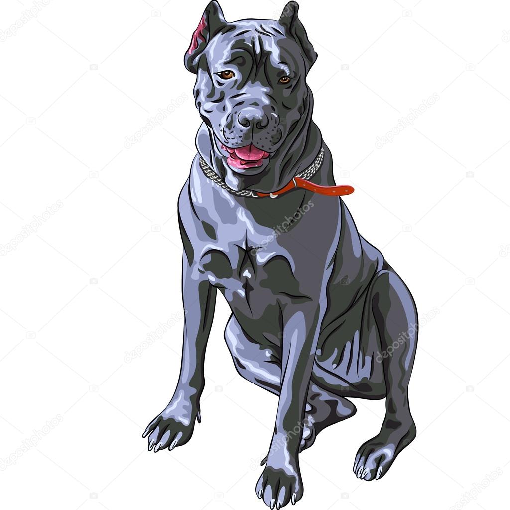 Vector schizzo nero canna corso sorridente italiano razza di cane Vettoriale Stock
