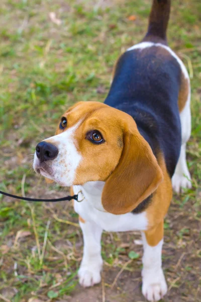 Psí plemeno beagle na zelené trávě v létě — Stock fotografie