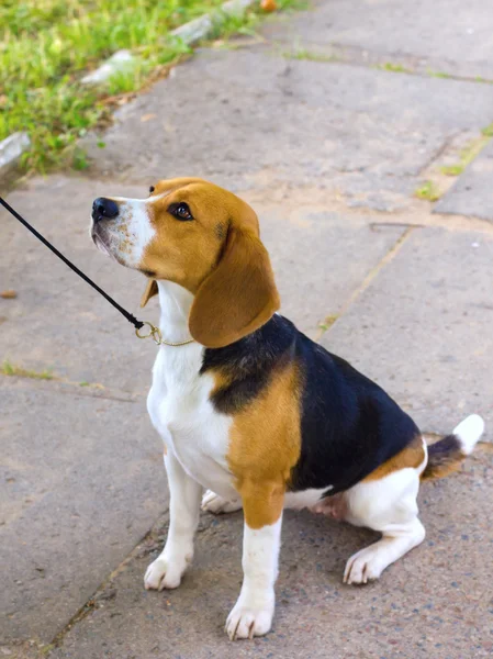 Hunderasse Beagle sitzt im Sommer auf dem grünen Gras — Stockfoto
