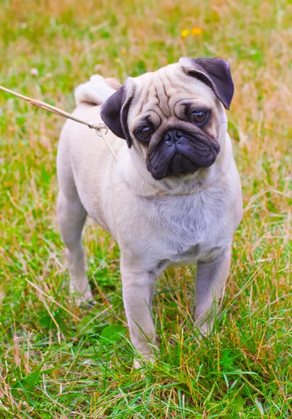 Dog fawn pug breed on green grass in summer — Stock Photo, Image