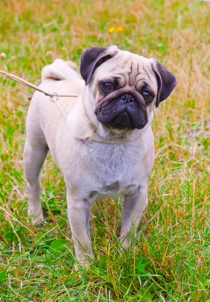 여름에 녹색 잔디 번 식 개 폰 pug — 스톡 사진