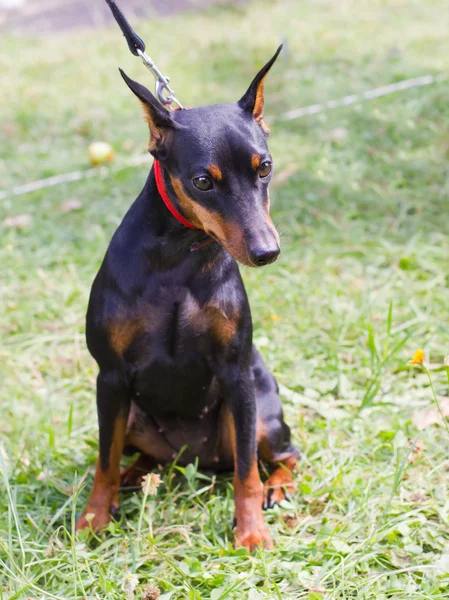 Dog Miniatura Pinscher raça sentado — Fotografia de Stock