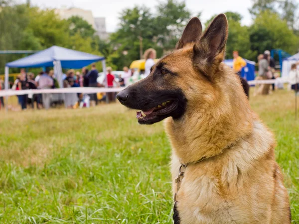 Perro pastor alemán raza —  Fotos de Stock