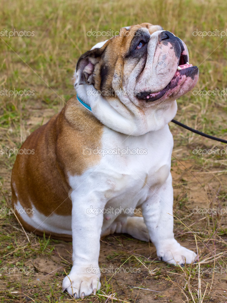 Chien De Race Bulldog Anglais Photographie Olgacov 14705589