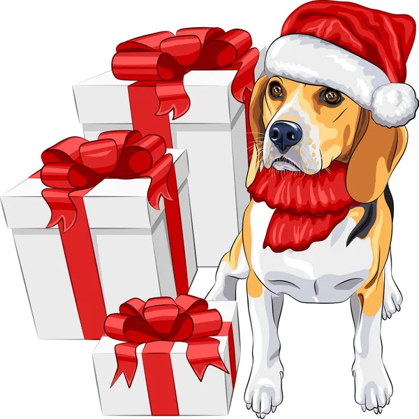 Vektorhund Beagle im Hut des Weihnachtsmannes mit Weihnachtsgeschenken — Stockvektor